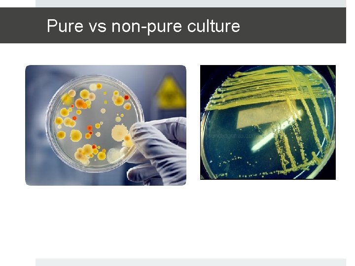 Pure vs non-pure culture 