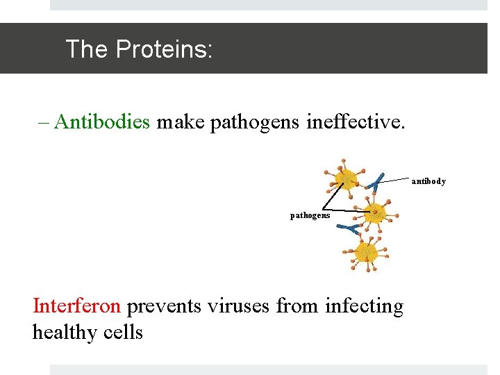 The Proteins: – Antibodies make pathogens ineffective. antibody pathogens Interferon prevents viruses from infecting