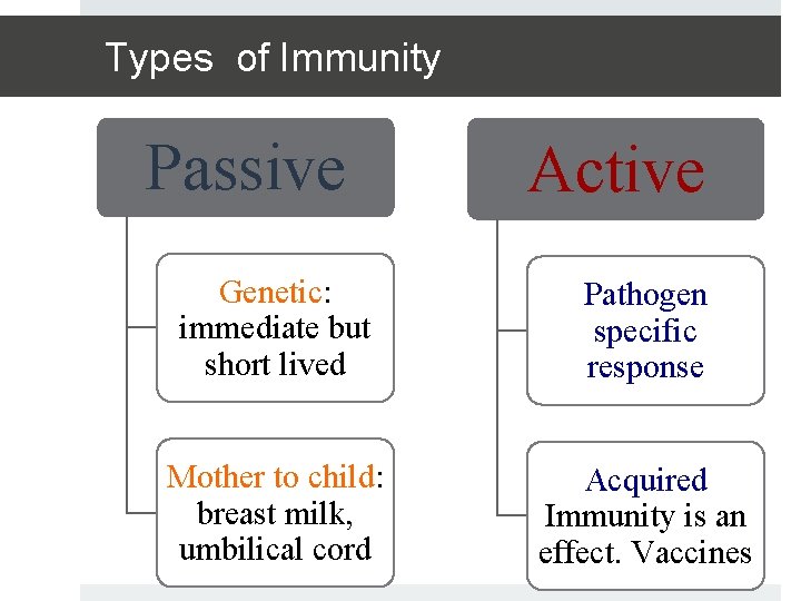 Types of Immunity Passive Active Genetic: immediate but short lived Pathogen specific response Mother