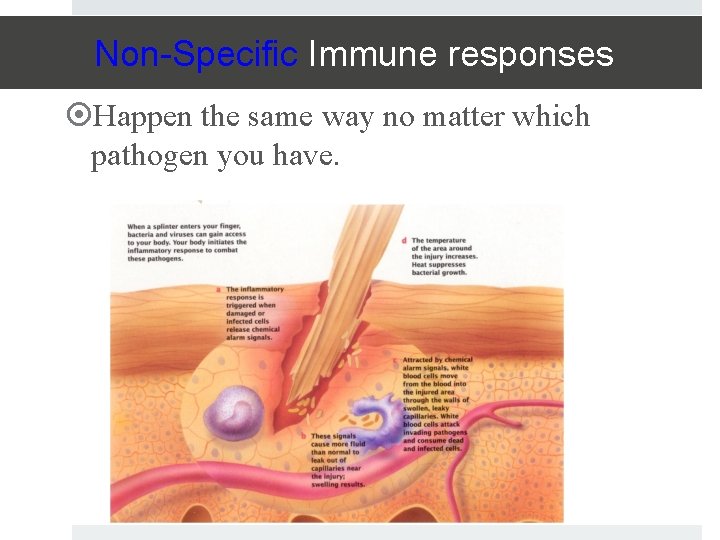 Non-Specific Immune responses Happen the same way no matter which pathogen you have. 