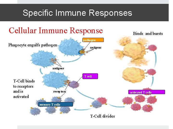 Specific Immune Responses Cellular Immune Response Binds and bursts pathogen Phagocyte engulfs pathogen antigens