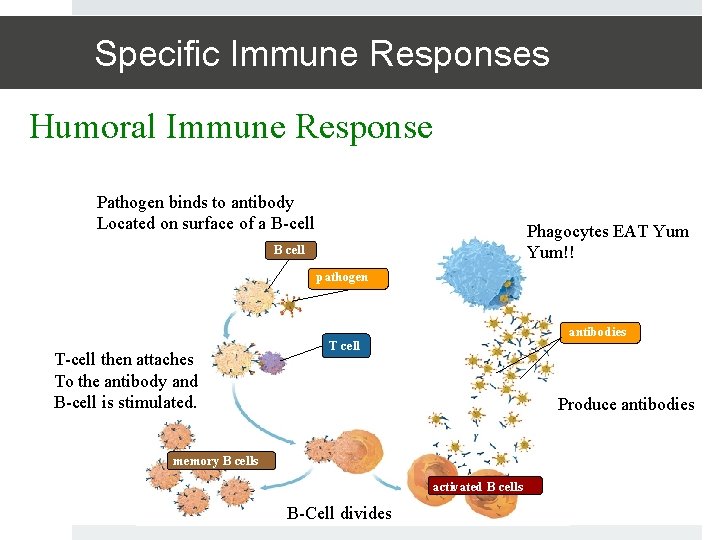Specific Immune Responses Humoral Immune Response Pathogen binds to antibody Located on surface of
