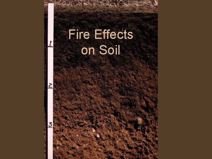 Fire Effects on Soil What are the Functions