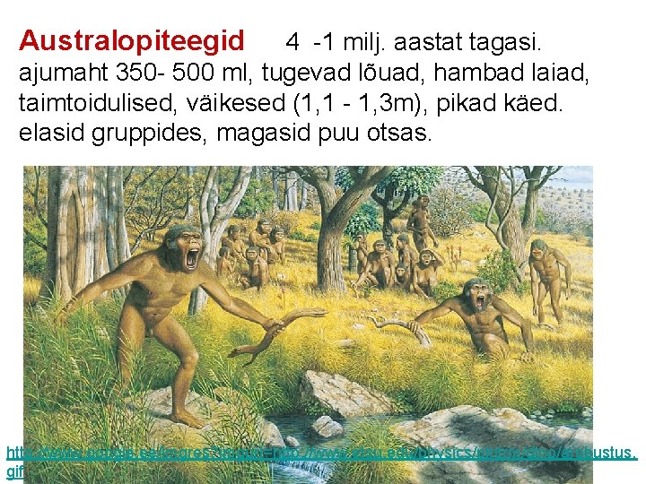 Australopiteegid 4 -1 milj. aastat tagasi. ajumaht 350 - 500 ml, tugevad lõuad, hambad