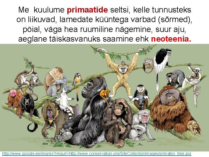 Me kuulume primaatide seltsi, kelle tunnusteks on liikuvad, lamedate küüntega varbad (sõrmed), pöial, väga