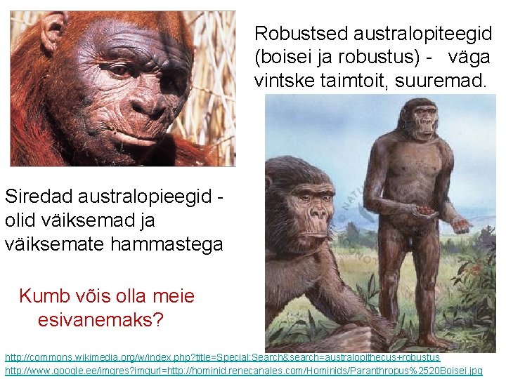 Robustsed australopiteegid (boisei ja robustus) - väga vintske taimtoit, suuremad. Siredad australopieegid olid väiksemad