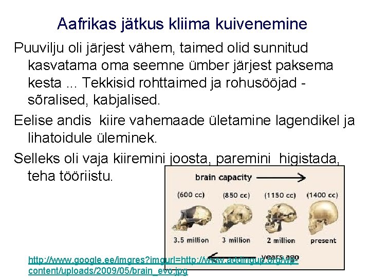 Aafrikas jätkus kliima kuivenemine Puuvilju oli järjest vähem, taimed olid sunnitud kasvatama oma seemne