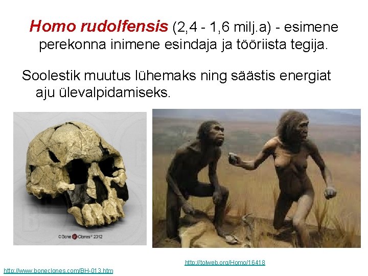 Homo rudolfensis (2, 4 - 1, 6 milj. a) - esimene perekonna inimene esindaja
