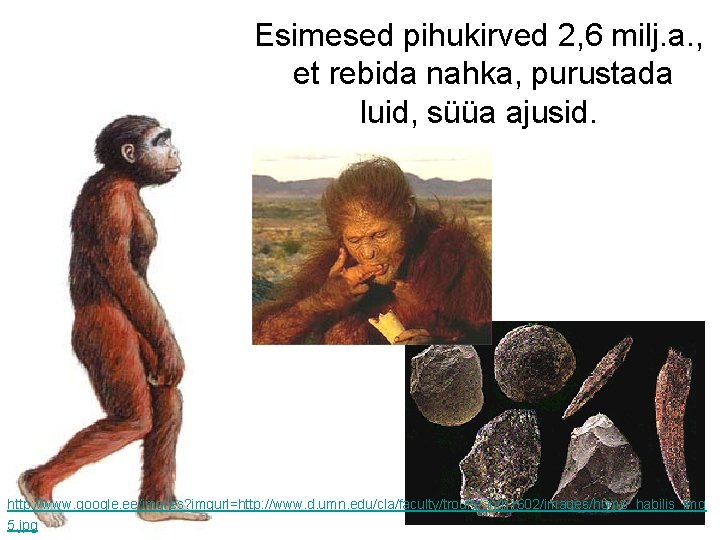 Esimesed pihukirved 2, 6 milj. a. , et rebida nahka, purustada luid, süüa ajusid.