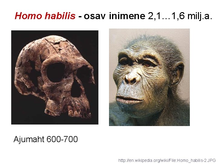 Homo habilis - osav inimene 2, 1… 1, 6 milj. a. Ajumaht 600 -700