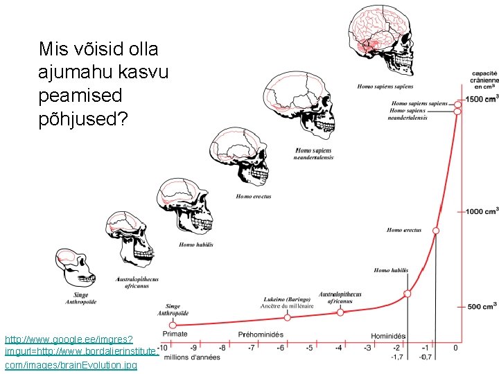 Mis võisid olla ajumahu kasvu peamised põhjused? http: //www. google. ee/imgres? imgurl=http: //www. bordalierinstitute.