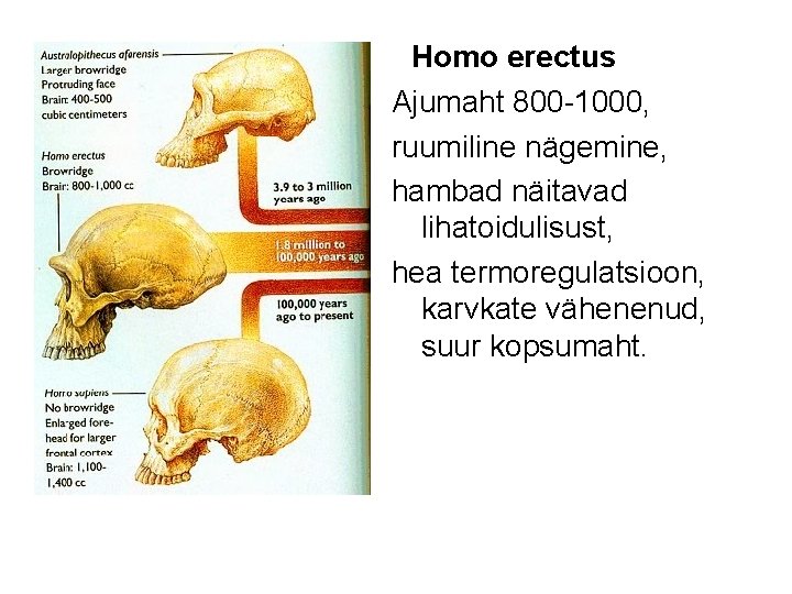 Homo erectus Ajumaht 800 -1000, ruumiline nägemine, hambad näitavad lihatoidulisust, hea termoregulatsioon, karvkate vähenenud,