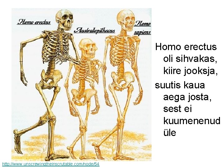 Homo erectus oli sihvakas, kiire jooksja, suutis kaua aega josta, sest ei kuumenenud üle