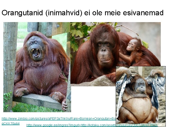Orangutanid (inimahvid) ei ole meie esivanemad http: //www. zimbio. com/pictures/a. PEP 3 a. Th.