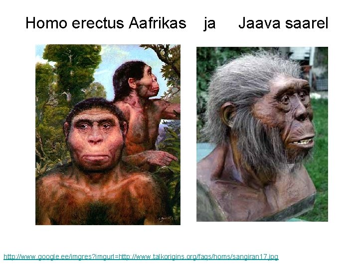 Homo erectus Aafrikas ja Jaava saarel http: //www. google. ee/imgres? imgurl=http: //www. talkorigins. org/faqs/homs/sangiran