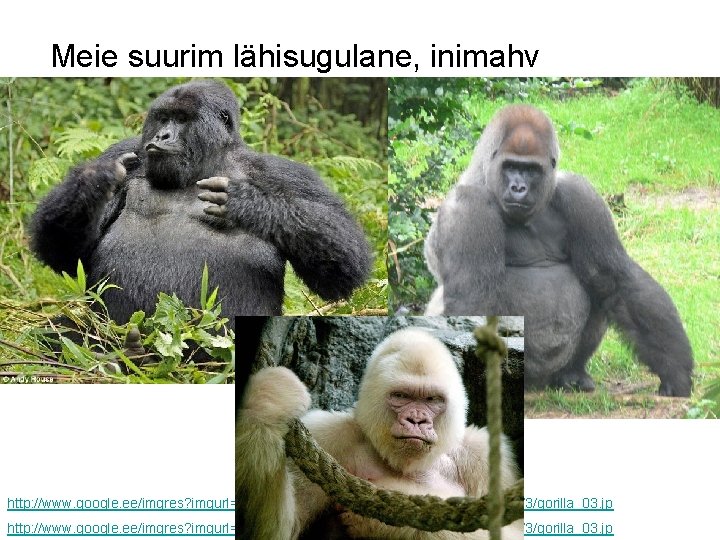 Meie suurim lähisugulane, inimahv http: //www. google. ee/imgres? imgurl=http: //izismile. com/img/img 2/20090325/bonus//3/gorilla_03. jp 