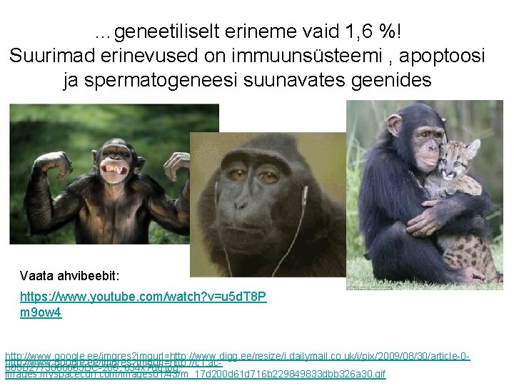 …geneetiliselt erineme vaid 1, 6 %! Suurimad erinevused on immuunsüsteemi , apoptoosi ja spermatogeneesi