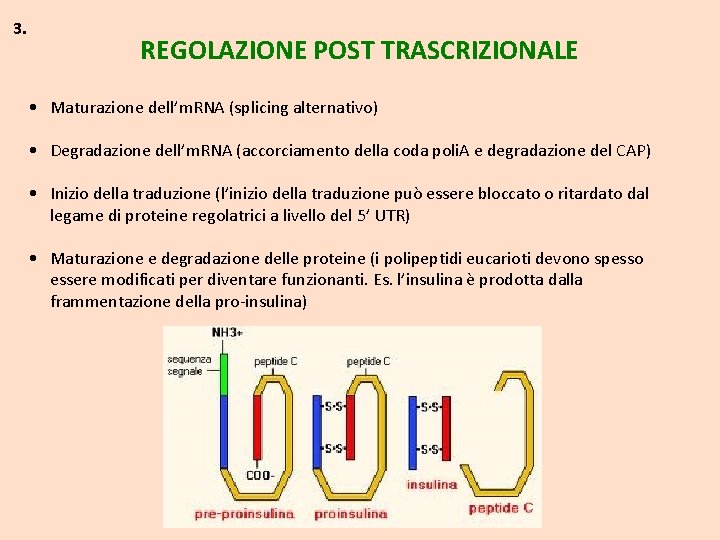 3. REGOLAZIONE POST TRASCRIZIONALE • Maturazione dell’m. RNA (splicing alternativo) • Degradazione dell’m. RNA