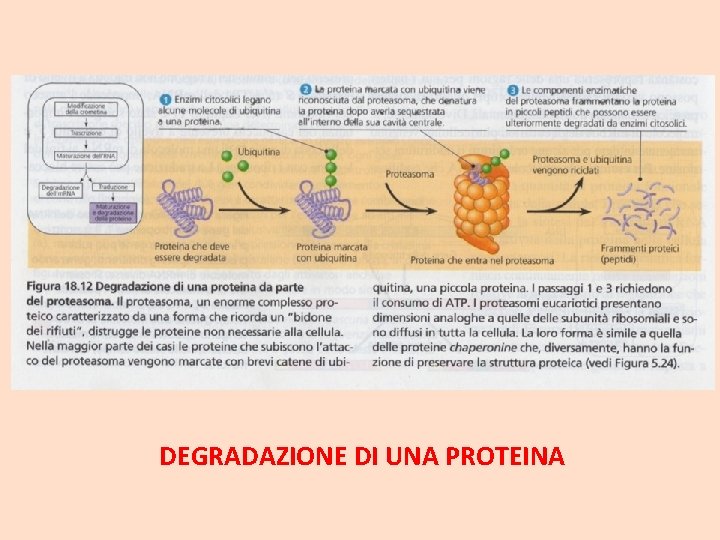 DEGRADAZIONE DI UNA PROTEINA 