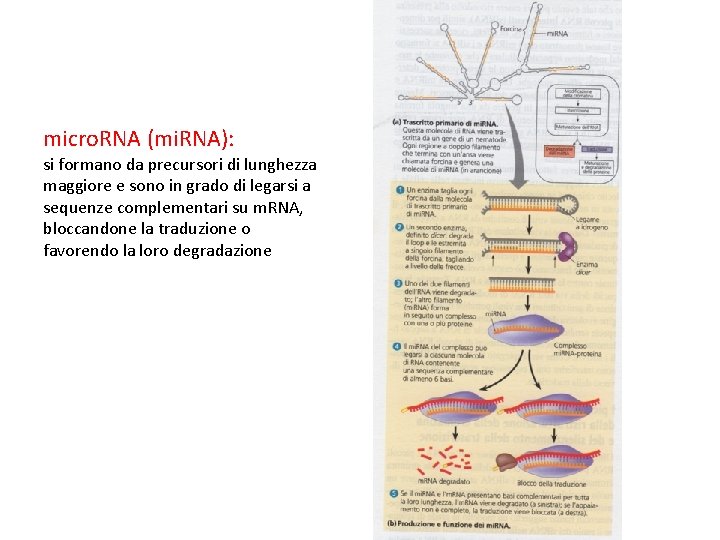 micro. RNA (mi. RNA): si formano da precursori di lunghezza maggiore e sono in