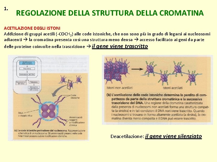 1. REGOLAZIONE DELLA STRUTTURA DELLA CROMATINA ACETILAZIONE DEGLI ISTONI Addizione di gruppi acetili (-COCH