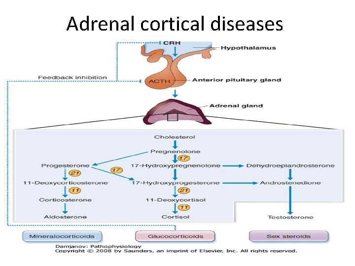 Adrenal cortical diseases 