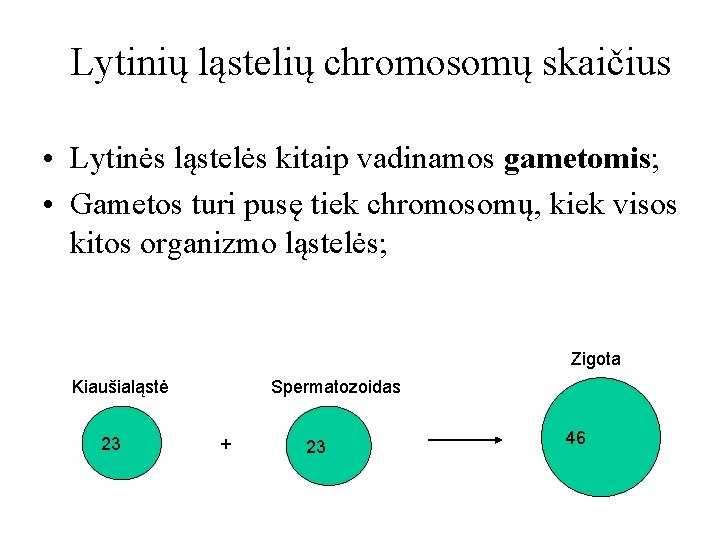 Lytinių ląstelių chromosomų skaičius • Lytinės ląstelės kitaip vadinamos gametomis; • Gametos turi pusę