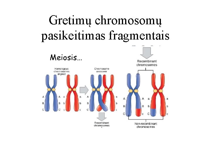 Gretimų chromosomų pasikeitimas fragmentais 