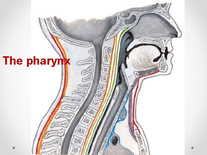 The pharynx 