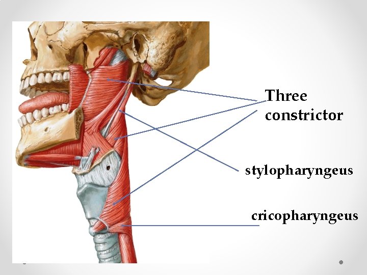 Three constrictor stylopharyngeus cricopharyngeus 
