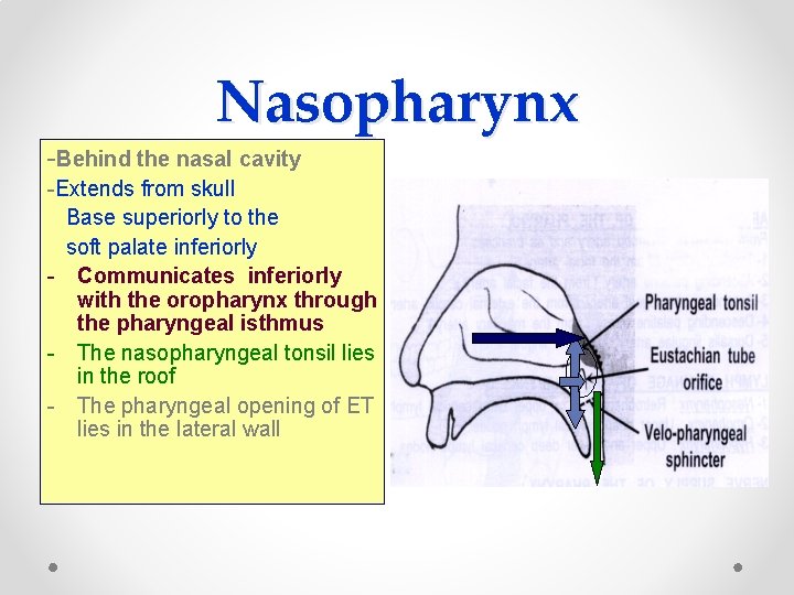 Nasopharynx -Behind the nasal cavity -Extends from skull Base superiorly to the soft palate