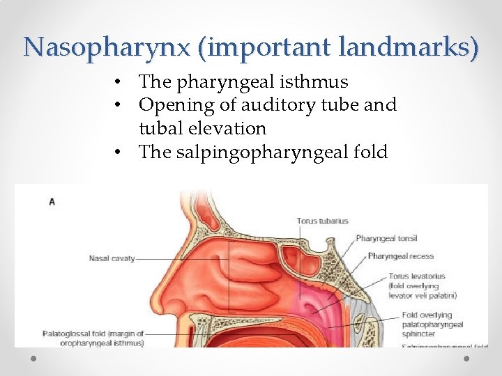 Nasopharynx (important landmarks) • The pharyngeal isthmus • Opening of auditory tube and tubal