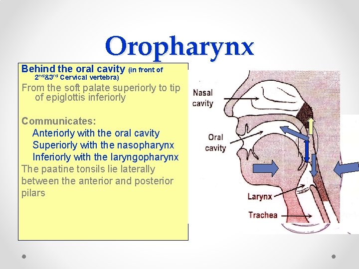 Oropharynx Behind the oral cavity (in front of 2 nd&3 rd Cervical vertebra) From