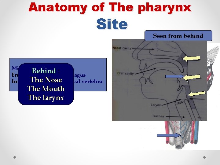 Anatomy of The pharynx Site Midline of the neck Behind : From skull base