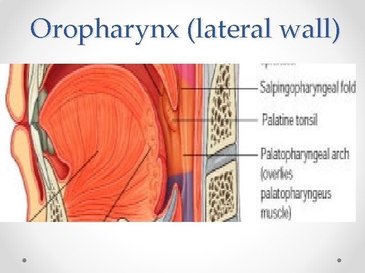Oropharynx (lateral wall) 
