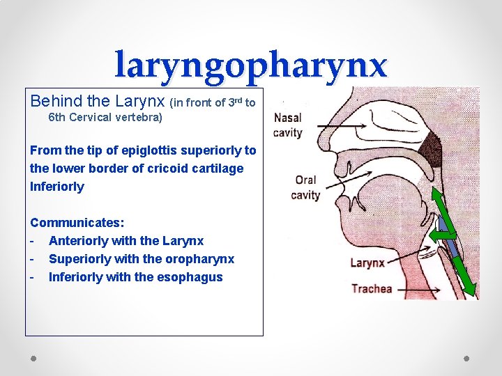 laryngopharynx Behind the Larynx (in front of 3 rd to 6 th Cervical vertebra)