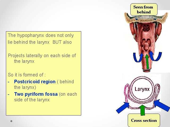 Seen from behind The hypopharynx does not only lie behind the larynx BUT also