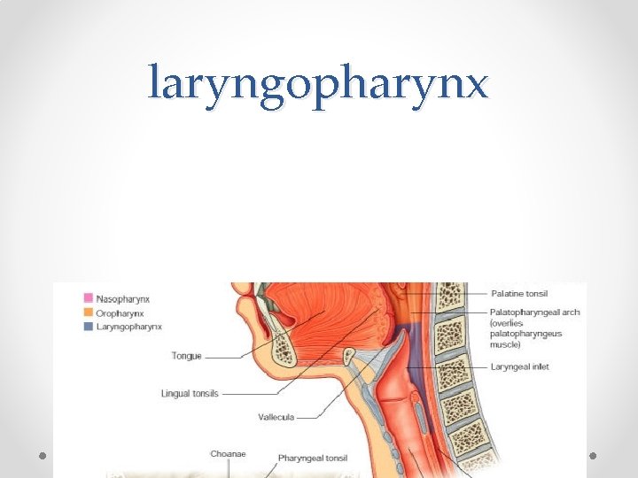 laryngopharynx 