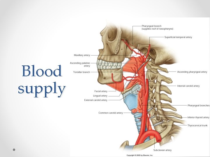 Blood supply 