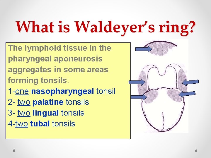 What is Waldeyer’s ring? The lymphoid tissue in the pharyngeal aponeurosis aggregates in some