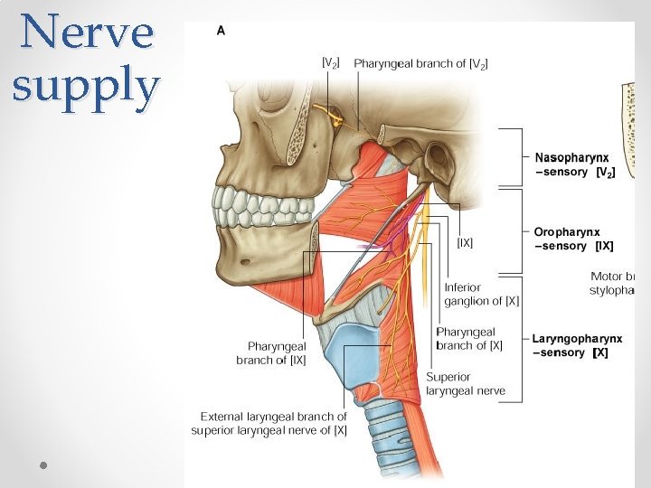 Nerve supply 