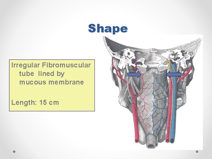 Shape Irregular Fibromuscular tube lined by mucous membrane Length: 15 cm 