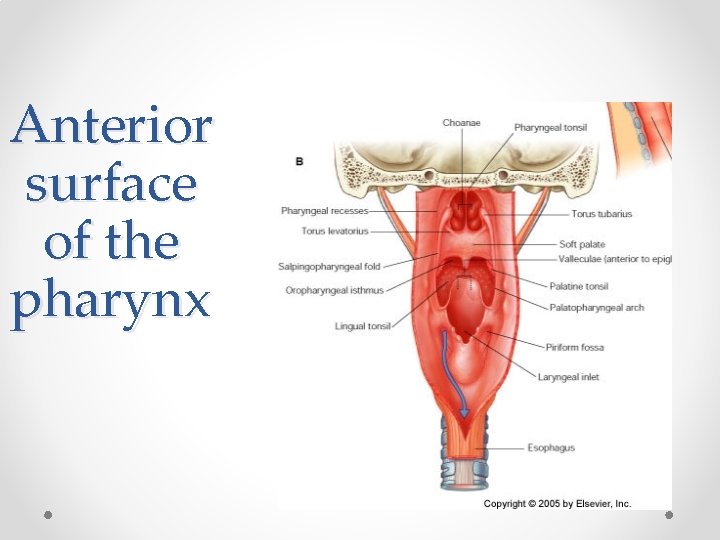 Anterior surface of the pharynx 