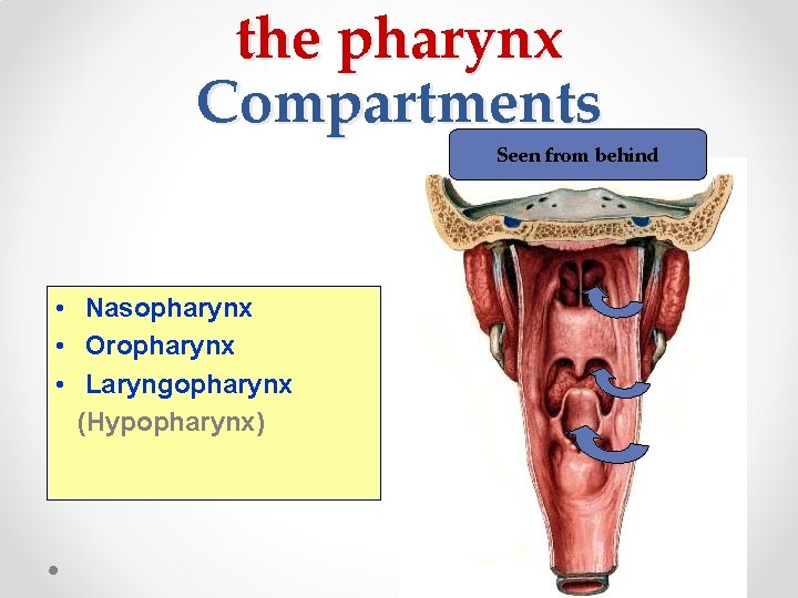 the pharynx Compartments Seen from behind • Nasopharynx • Oropharynx • Laryngopharynx (Hypopharynx) 