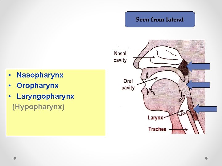 Seen from lateral • Nasopharynx • Oropharynx • Laryngopharynx (Hypopharynx) 