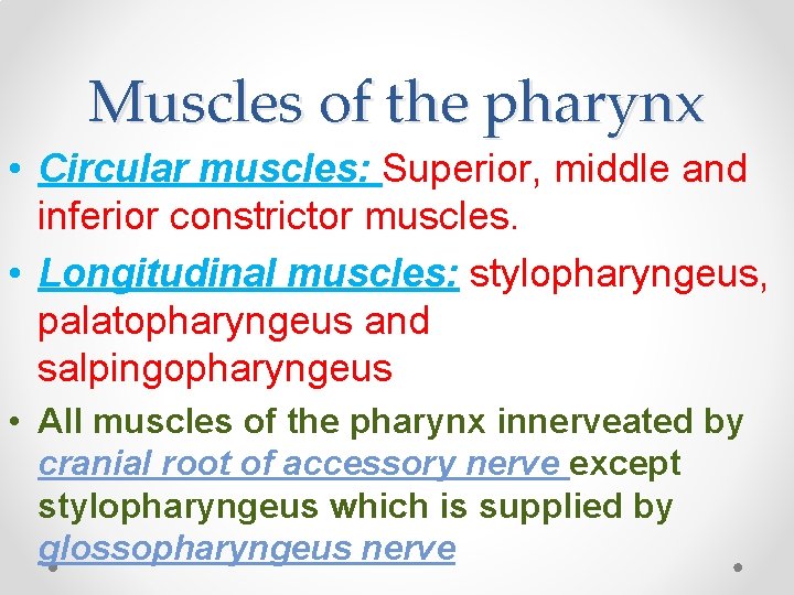 Muscles of the pharynx • Circular muscles: Superior, middle and inferior constrictor muscles. •