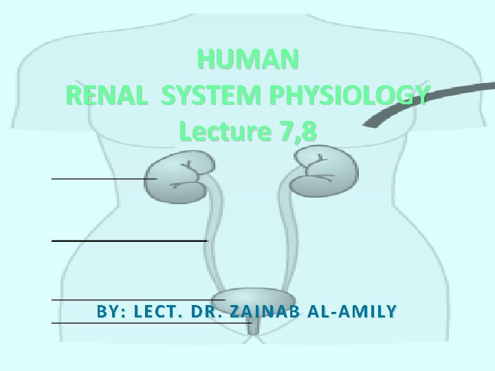 HUMAN RENAL SYSTEM PHYSIOLOGY Lecture 7, 8 BY: LECT. DR. ZAINAB AL-AMILY 