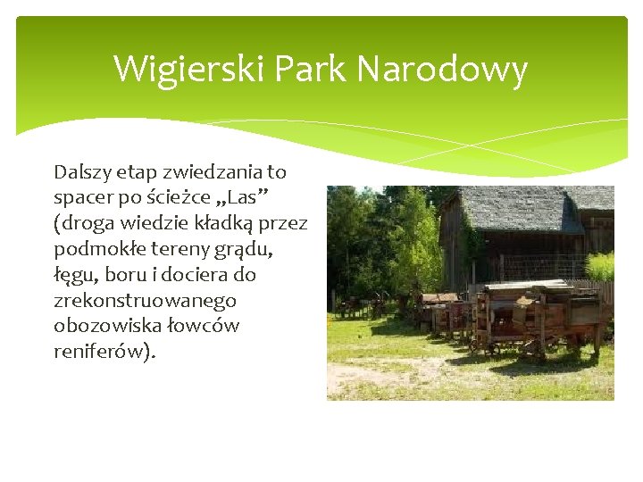 Wigierski Park Narodowy Dalszy etap zwiedzania to spacer po ścieżce „Las” (droga wiedzie kładką