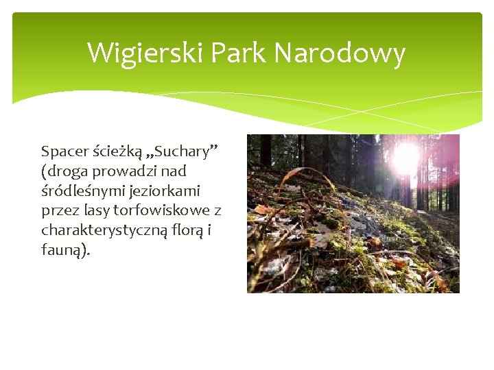 Wigierski Park Narodowy Spacer ścieżką „Suchary” (droga prowadzi nad śródleśnymi jeziorkami przez lasy torfowiskowe