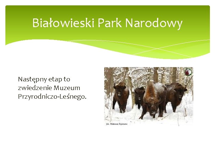 Białowieski Park Narodowy Następny etap to zwiedzenie Muzeum Przyrodniczo-Leśnego. 
